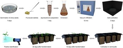 Highly efficient Agrobacterium rhizogenes-mediated hairy root transformation in citrus seeds and its application in gene functional analysis